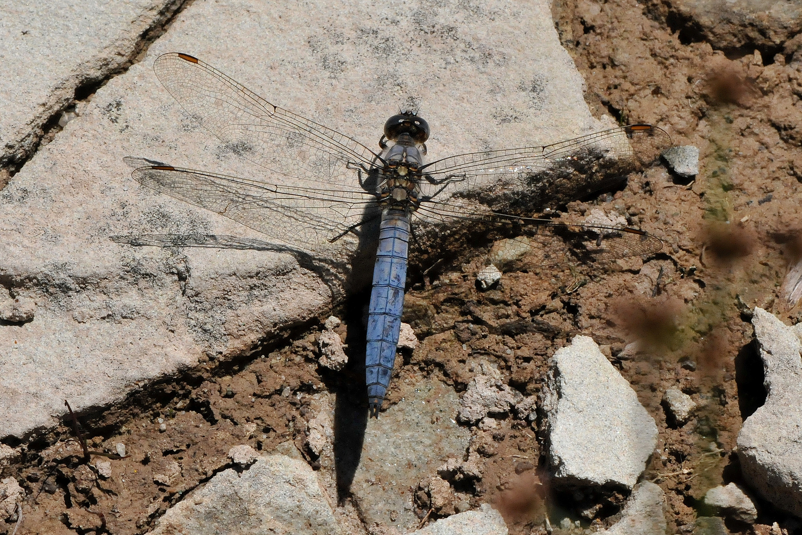 Südlicher Blaupfeil (Orthetrum brunneum)