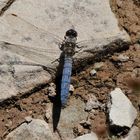 Südlicher Blaupfeil (Orthetrum brunneum)