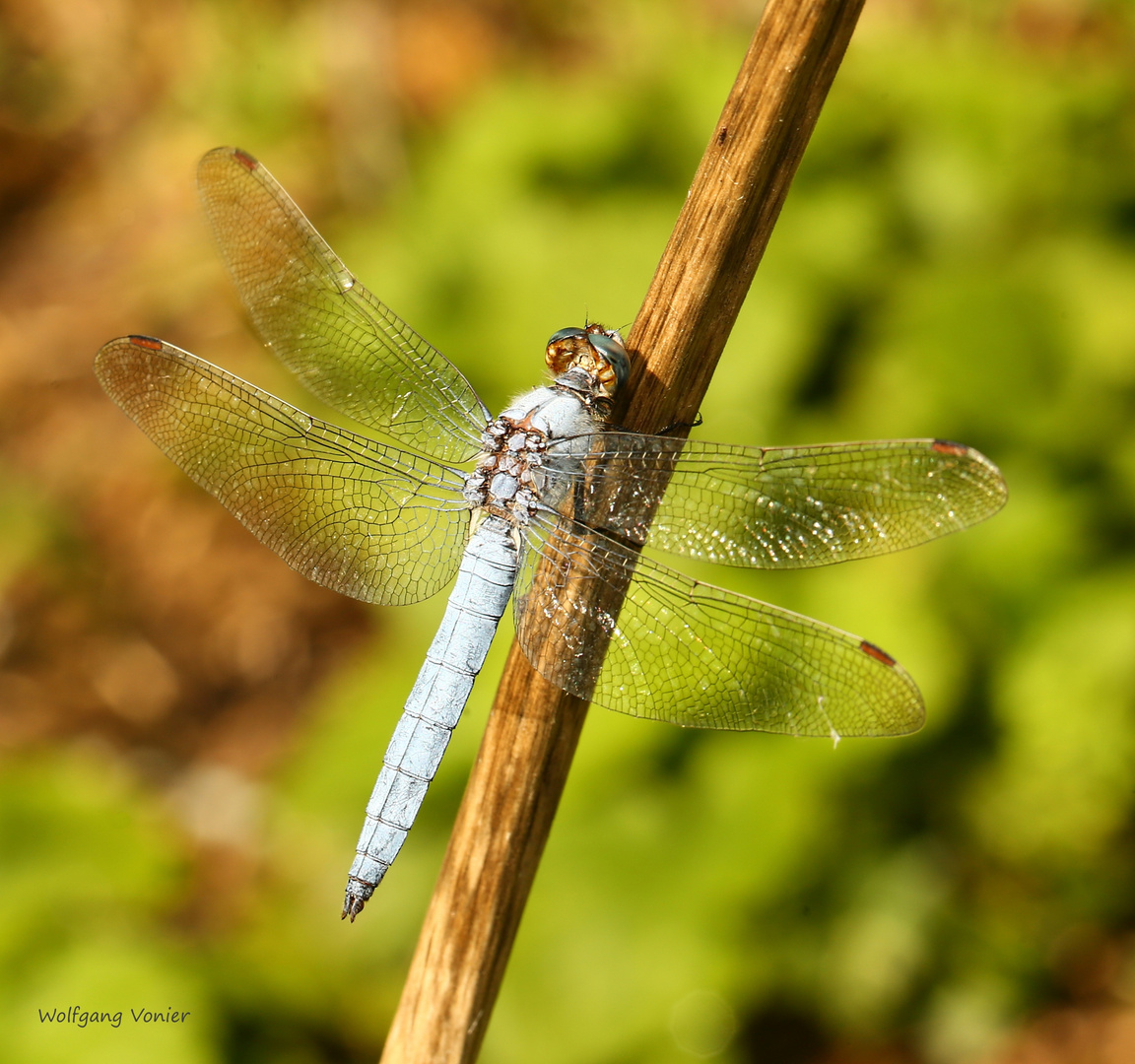 Südlicher Blaupfeil (Orthetrum brunneum)