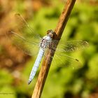 Südlicher Blaupfeil (Orthetrum brunneum)