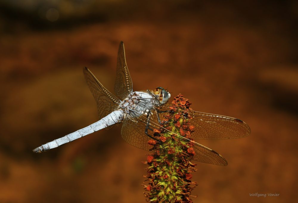 Südlicher Blaupfeil (Orthetrum brunneum)