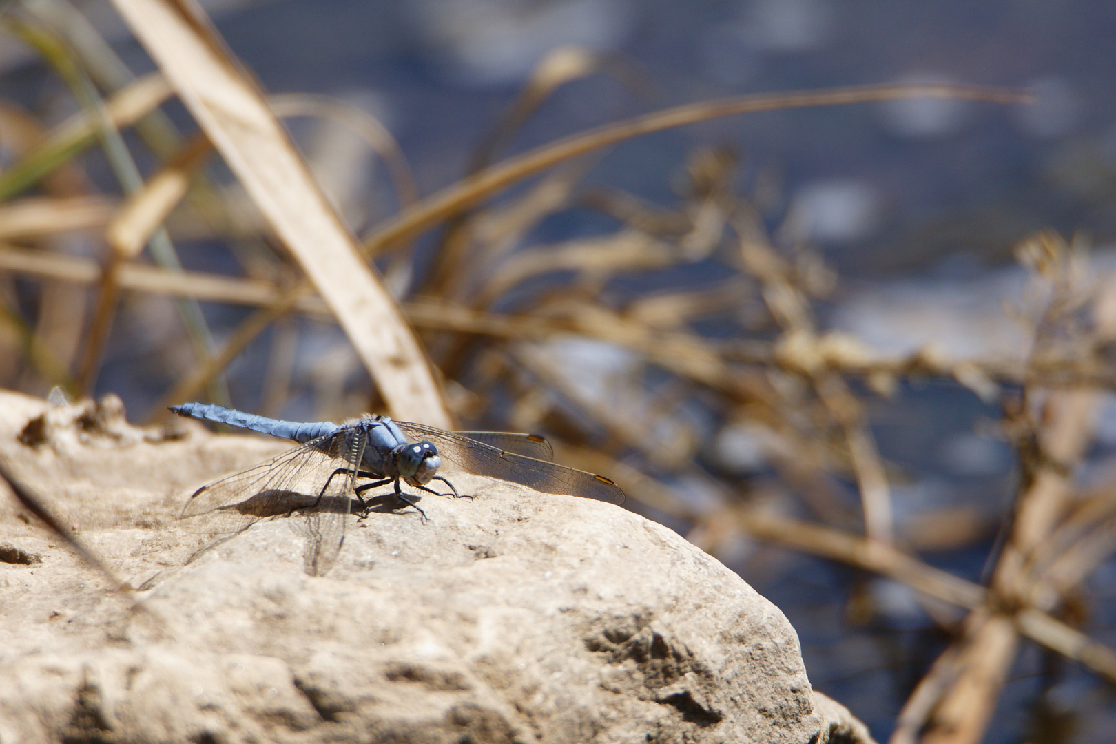 Südlicher Blaupfeil (Orthetrum brunneum)