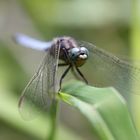 Südlicher Blaupfeil (Orthetrum brunneum)