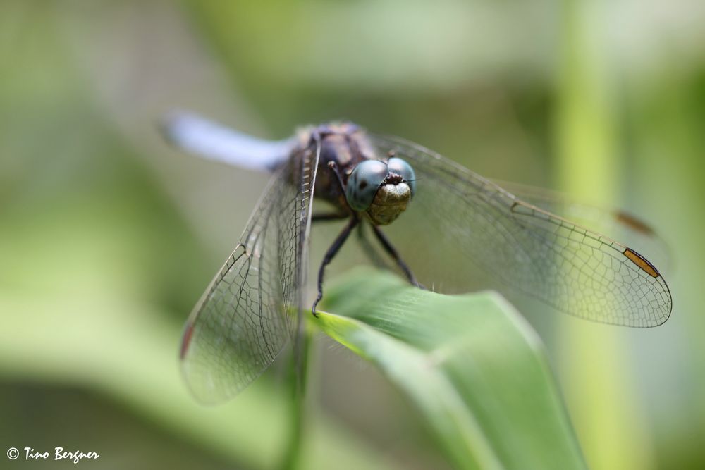 Südlicher Blaupfeil (Orthetrum brunneum)