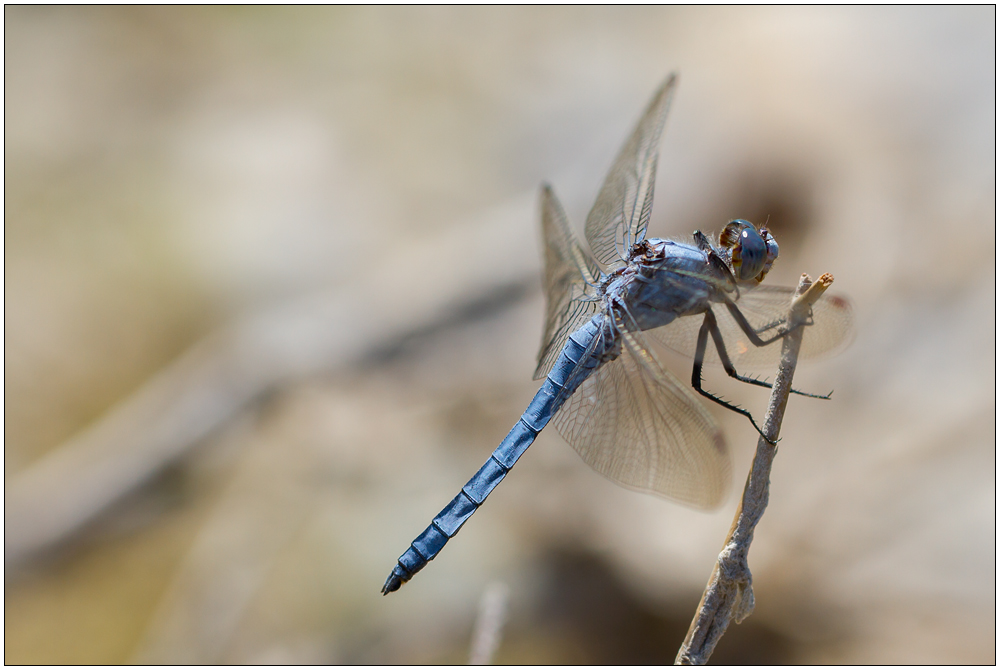 Südlicher Blaupfeil – Orthetrum brunneum