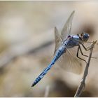 Südlicher Blaupfeil – Orthetrum brunneum