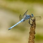 Südlicher Blaupfeil (Orthetrum brunneum)