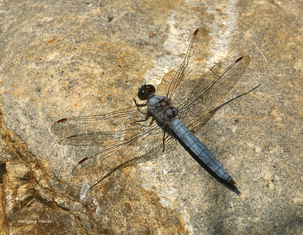 Südlicher Blaupfeil (Orthetrum brunneum)