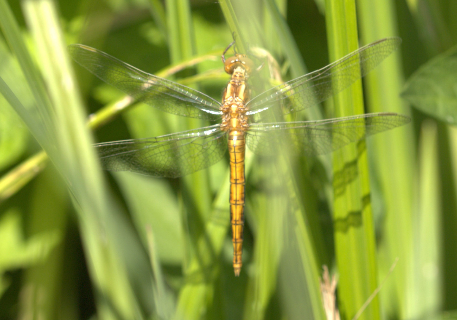 Südlicher Blaupfeil (Orthetrum brunneum)