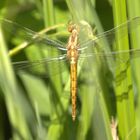 Südlicher Blaupfeil (Orthetrum brunneum)