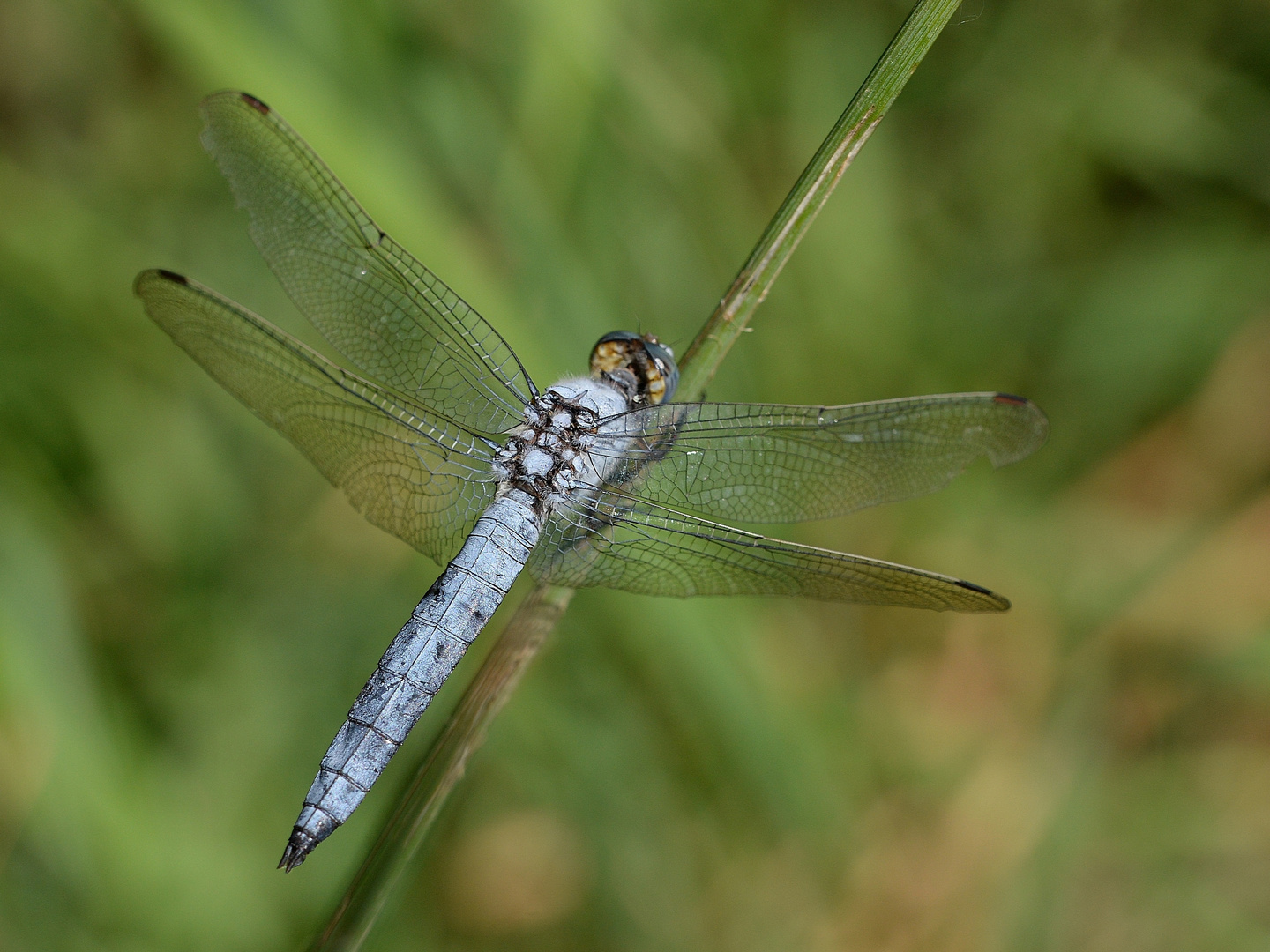 Südlicher Blaupfeil (Orthetrum brunneum)