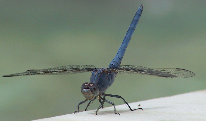 Südlicher Blaupfeil - Orthetrum brunneum