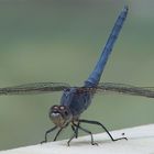 Südlicher Blaupfeil - Orthetrum brunneum