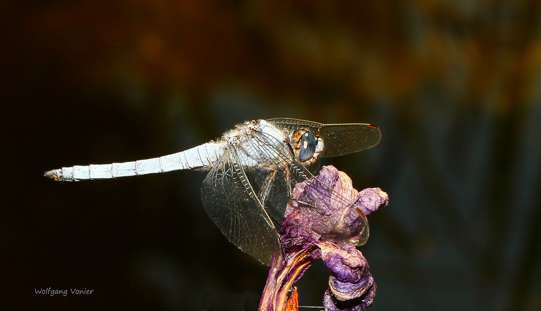 Südlicher Blaupfeil (Orthetrum brunneum) 