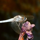 Südlicher Blaupfeil (Orthetrum brunneum) 