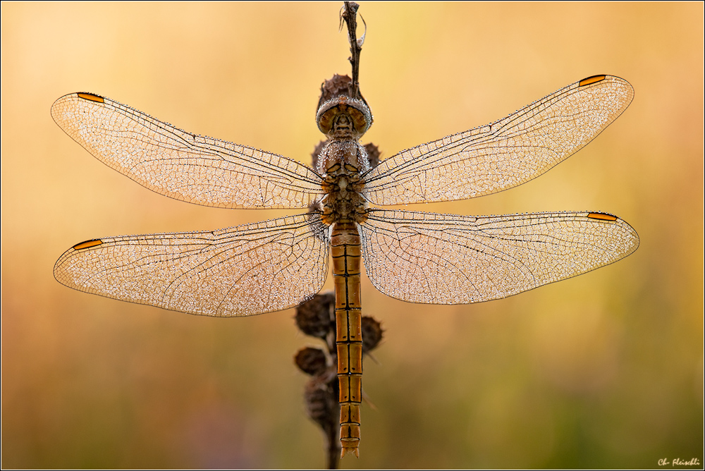 Südlicher Blaupfeil - Orthetrum brunneum