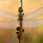 Südlicher Blaupfeil - Orthetrum brunneum