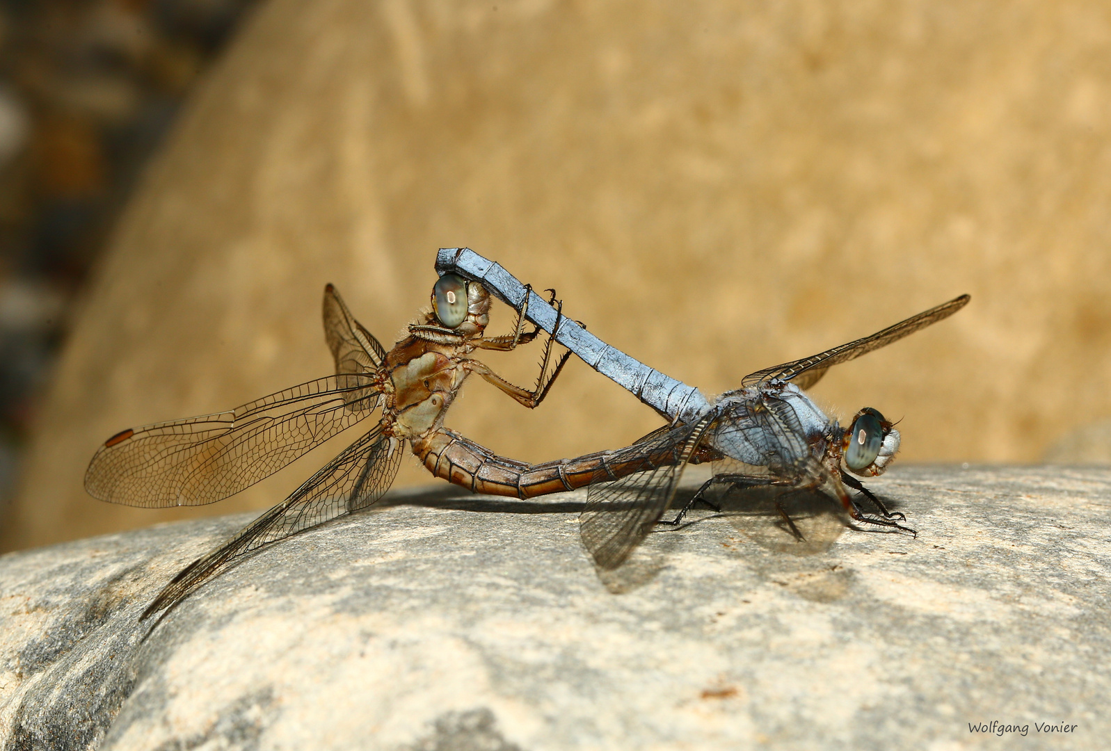 Südlicher Blaupfeil (Orthetrum brunneum)