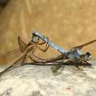 Südlicher Blaupfeil (Orthetrum brunneum)