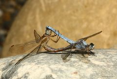 Südlicher Blaupfeil (Orthetrum brunneum)