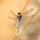 Südlicher Blaupfeil (Orthetrum brunneum)