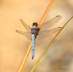 Südlicher Blaupfeil (Orthetrum brunneum)