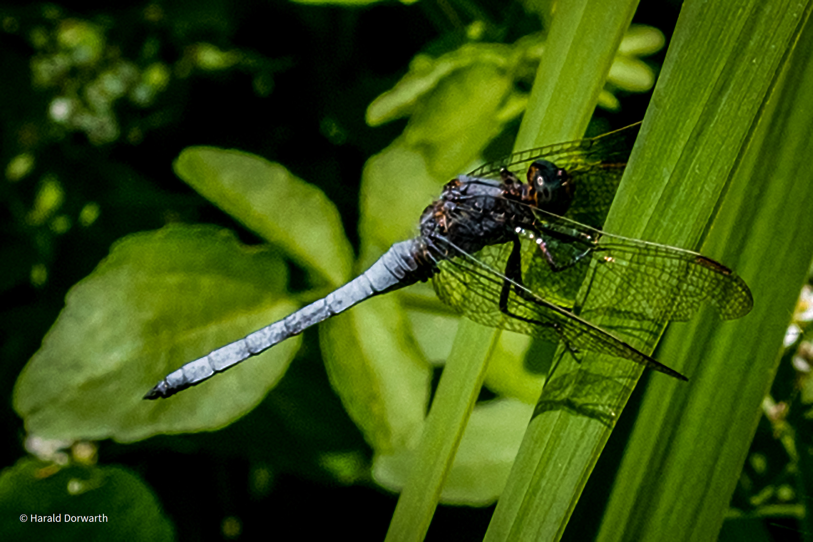 Südlicher Blaupfeil (Orthetrum brunneum) Männchen