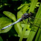 Südlicher Blaupfeil (Orthetrum brunneum) Männchen