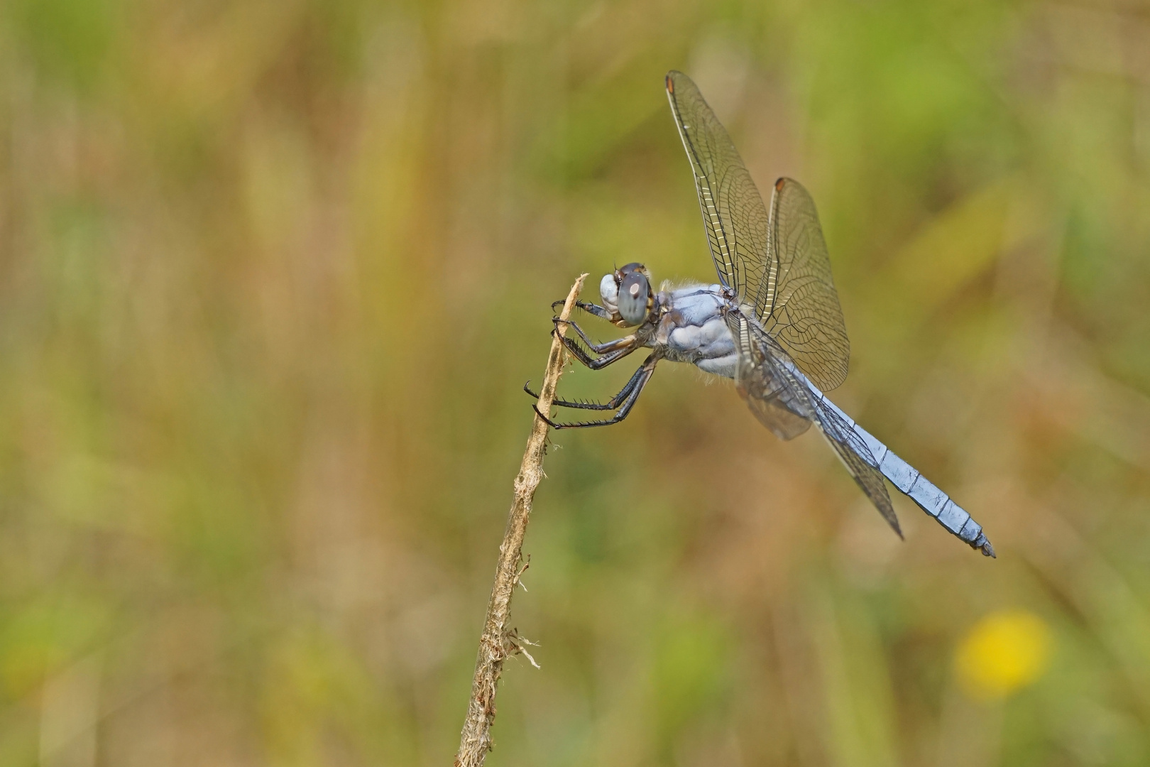 Südlicher Blaupfeil (Orthetrum brunneum), Männchen