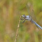 Südlicher Blaupfeil (Orthetrum brunneum), Männchen