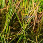 Südlicher  Blaupfeil (Orthetrum brunneum) Männchen ausgereift