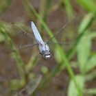 Südlicher Blaupfeil (Orthetrum brunneum), Männchen