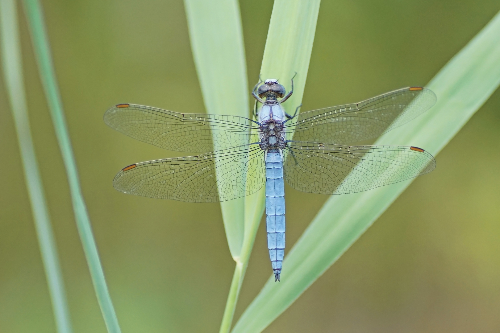 Südlicher Blaupfeil (Orthetrum brunneum), Männchen