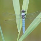 Südlicher Blaupfeil (Orthetrum brunneum), Männchen