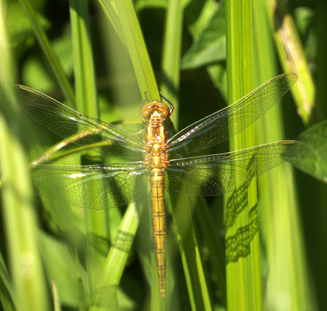 Südlicher Blaupfeil (Orthetrum brunneum) Weibchen