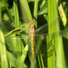 Südlicher Blaupfeil (Orthetrum brunneum) Weibchen