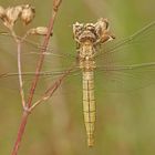 Südlicher Blaupfeil (Orthetrum brunneum), Weibchen