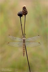 Südlicher Blaupfeil (Weibchen)