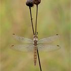 Südlicher Blaupfeil (Weibchen)