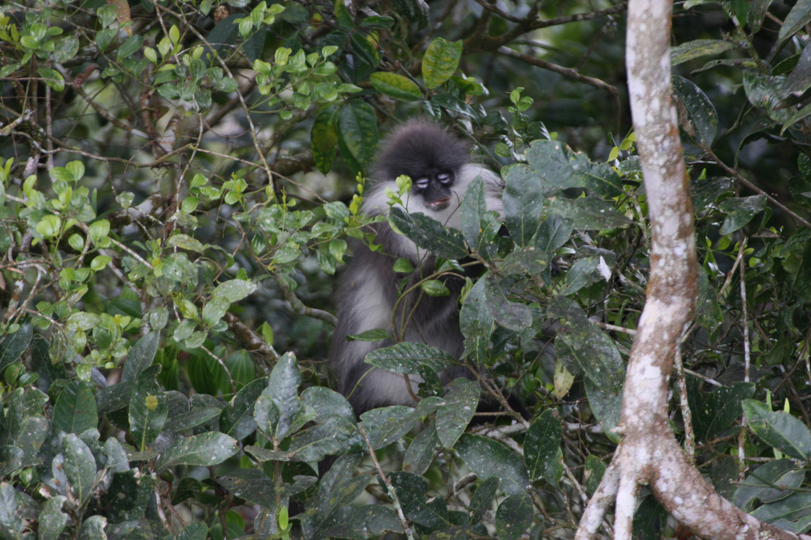 Südlicher Brillenlangur