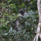 Südlicher Brillenlangur