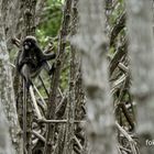 Südlicher Brillenlangur (Trachpithecus obscurus)