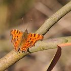 Südlicher C-Falter (Polygonia egea)