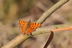 Südlicher C-Falter (Polygonia egea)