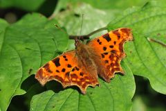 Südlicher C-Falter (Polygonia egea)