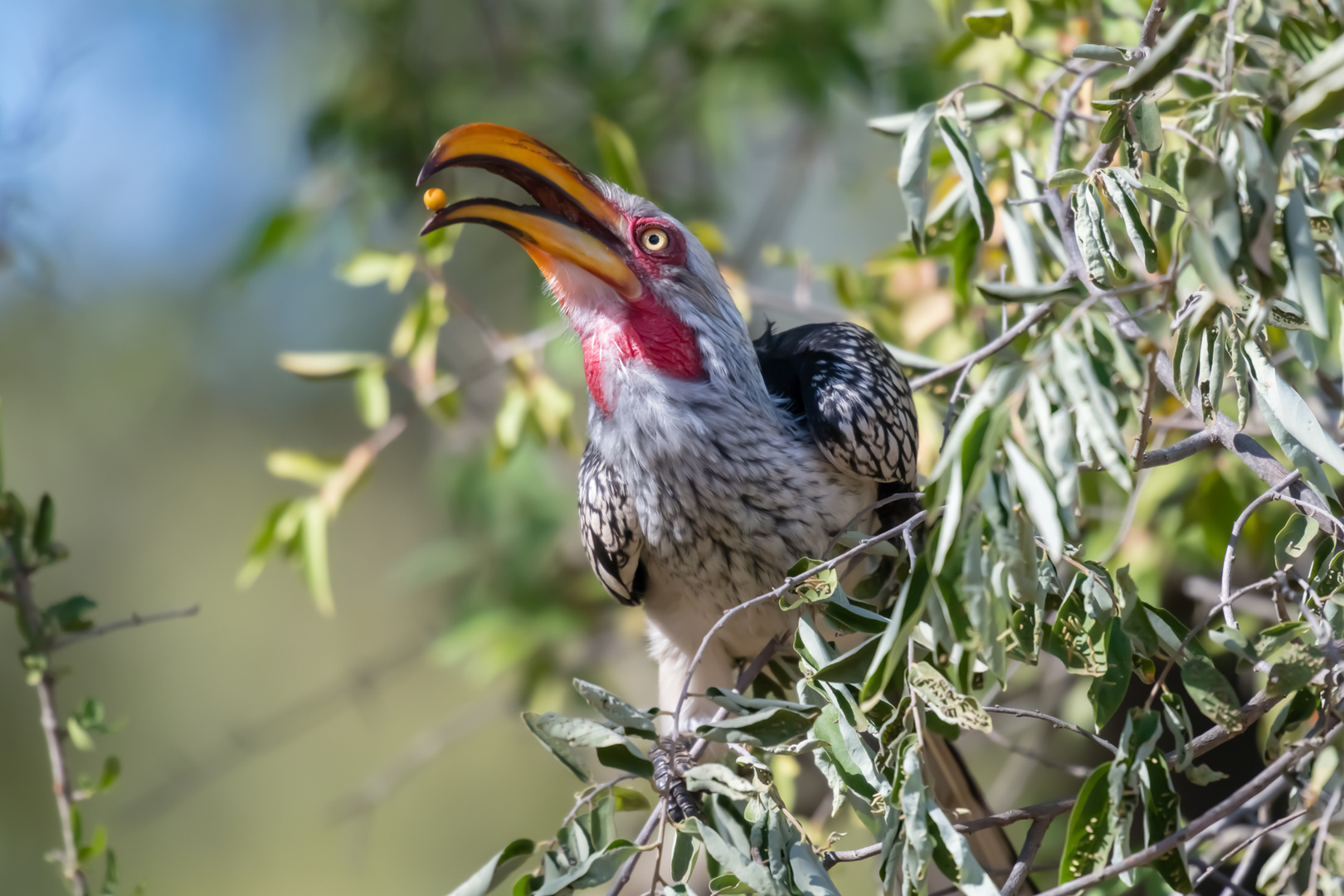 Südlicher Gelbschnabeltoko (Hornbill) mit Frucht