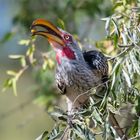 Südlicher Gelbschnabeltoko (Hornbill) mit Frucht