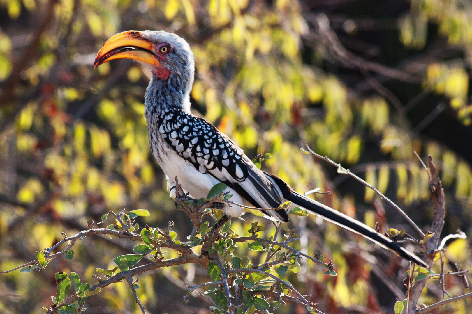 Südlicher Gelbschnabeltoko im Krüger Nationalpark