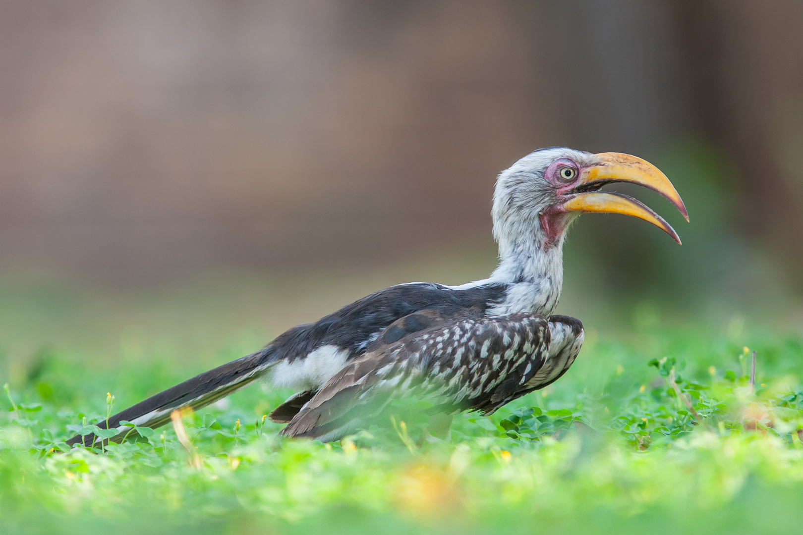 Südlicher Gelbschnabeltoko, Krüger NP (Südafrika)