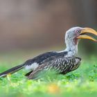 Südlicher Gelbschnabeltoko, Krüger NP (Südafrika)